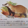 アナグマ入荷しました🙋
ディナメニューに数量限定でアナグマ提供致します！
個体差はありますが希少で味の評価も高いジビエを入荷しましたのでこの機会に是非お試し下さい✨