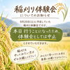 明日の稲刈り体験会について（中止のお知らせ）