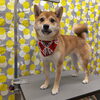 少し慣れた？【どっぐさろんあきゅ　小型犬専門　トリミング　ペットサロン　京都市南区上鳥羽】