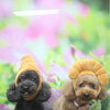 トイプードルのむく君＆ちーちゃん♪仲良くトリミングですっきり愛らしく