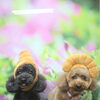 トイプードルのむく君＆ちーちゃん♪仲良くトリミングですっきり愛らしく