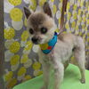 ふわふわドライヤー【どっぐさろんあきゅ　小型犬専門　トリミング　ペットサロン　京都市南区上鳥羽】