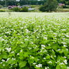 白い花はそばの花✨【まちワク新見2026年9月18日】