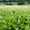 白い花はそばの花✨【まちワク新見2026年9月18日】