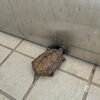 小さなお客様がご来園🐢