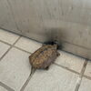 小さなお客様がご来園🐢