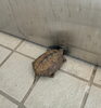 「小さなお客様がご来園🐢」