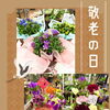 敬老の日ギフトご用意しております🌸