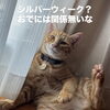 北区麻生ダイナーズバーカウンターアクション