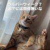 北区麻生ダイナーズバーカウンターアクション