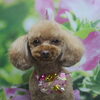 トイプードルのカリラちゃん♪トリミングですっきり愛らしい姿に