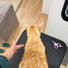 猫はシャンプーしてはいけない！？　岡山猫専門サロン