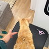 猫はシャンプーしてはいけない！？　岡山猫専門サロン