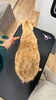 Before/After「猫はシャンプーしてはいけない！？　岡山猫専門サロン」