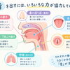 発音メカニズムとは❔音を作る体の仕組みと発音サポート