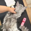 毛玉になったらサマーカット”ができるのは若い頃だけ！岡山猫サロン