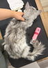 12歳の猫さん「毛玉になったらサマーカット”ができるのは若い頃だけ！岡山猫サロン」