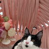 こねこからのサロン慣れ　岡山猫サロン