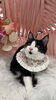 5ヶ月　猫ちゃん「こねこからのサロン慣れ　岡山猫サロン」