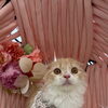 こねこから通えるサロン　岡山猫専門サロン