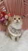 6ヶ月　猫ちゃん「こねこから通えるサロン　岡山猫専門サロン」