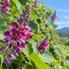 🌸 今日のはな｜クズ（葛）｜秋の七草に数えられる日本の野花
