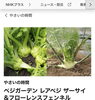フローレンスフェンネルについて監修させていただきました。「☆カラフル野菜の小山農園『eテレ　やさいの時間』登場予定☆」