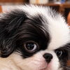 鹿児島県霧島市より❣️希少な狆「ガチャピン」のご家族様募集中🐶🩷