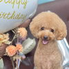 お客様のご紹介🐶[大分市高崎/貸切トリミング]