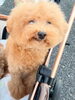 「メンバー紹介🐶」