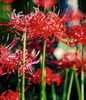 写真はわが家の花とは違いますが……「彼岸花が咲きました」
