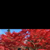 函館で紅葉ロケの街ウェディングフォトモニター募集🍁残り1組様限定のご案内💍✨