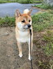 お泊まりの　こたろう君「ドッグホテル」