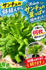 大好評❣️サンチュの鉢植え❣️「サンチュの葉っぱが美味しい❣️」