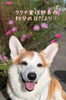 久々のククナ宣伝部長
『花とオジサン犬』「🍂秋分🍂」