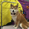 泥シャンプー【どっぐさろんあきゅ　小型犬専門　トリミング　ペットサロン　京都市南区上鳥羽】