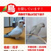 迷子のオキナインコを探しています【西条市下島山】