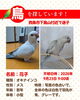 「迷子のオキナインコを探しています【西条市下島山】」