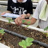 急な定植もみんなで分担！農園で育む「困ったときに相談できる力」🍓🌱