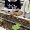 急な定植もみんなで分担！農園で育む「困ったときに相談できる力」🍓🌱