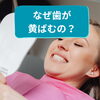 なぜ歯は黄ばむの？歯科衛生士が教える「着色の原因とステイン」の正しい知識◎