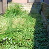 【船橋市】ご入居直前の急な草刈りもお任せ！ドクダミやトゲのある草木もすっきりきれいに整えました✨