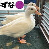 コールダックの名前が決まりました！