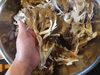 天然舞茸「天然舞茸」