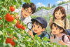 写真はイメージ図としてAIを使用しています。「西東京市｜東大農場で「トマトのひみつ大研究！～未来の農業をのぞいてみよう～」参加者募集」