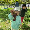 ぶどう狩りに行ってきたよ〜🍇🌿【札幌市北区篠路　児童発達支援　放課後等デイサービス】