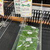 🥬✨栄養たっぷり！ケールを食卓に♪✨🥬