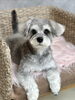 まつげが可愛いシュナウザーちゃん「【新潟市】秋の抜け毛、実は夏より多いんです｜クレンジングで毛穴から整える｜トリミングサロンHappy Tail」