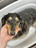 クレンジング中のダックスちゃん「【新潟市】暖房をつけ始める前に｜冬の乾燥から愛犬の肌を守る｜トリミングサロンHappy Tail」