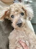 シニアのトイプーくん「【新潟市】シニア犬のトリミング、冬こそ気をつけたいこと｜元動物病院勤務のトリマーが伝えたいこと｜トリミングサロンHappy Tail」
